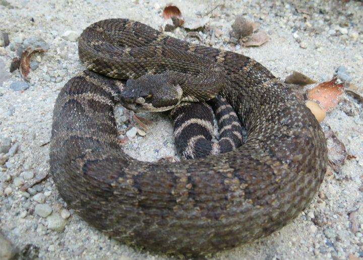 Northern Pacific Rattlesnake